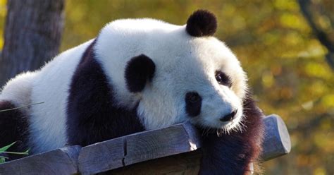 why are panda bears going back to china